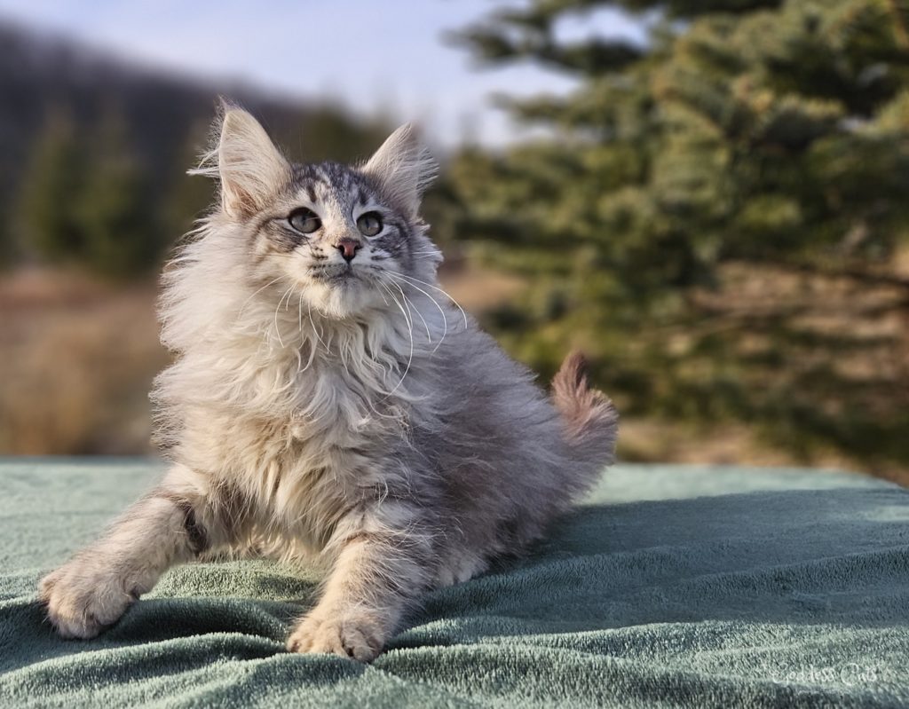 Goddess Cats Of The Forest, image size:1024x799